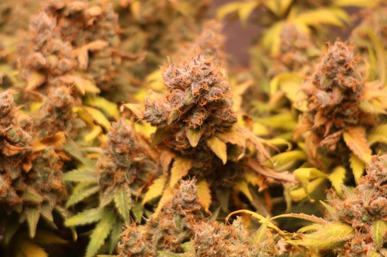 Diesel Fast F1 BX regular. Week 16