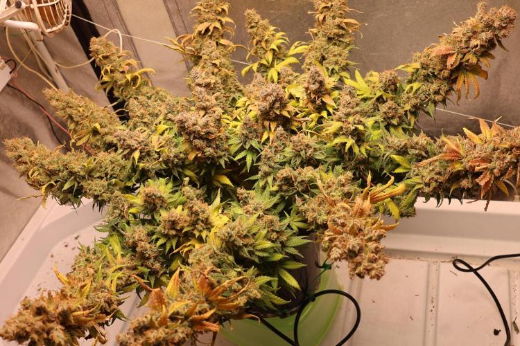 Diesel Fast F1 BX regular. Week 16