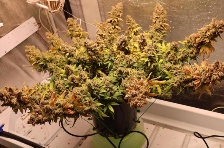 Diesel Fast F1 BX regular. Week 16