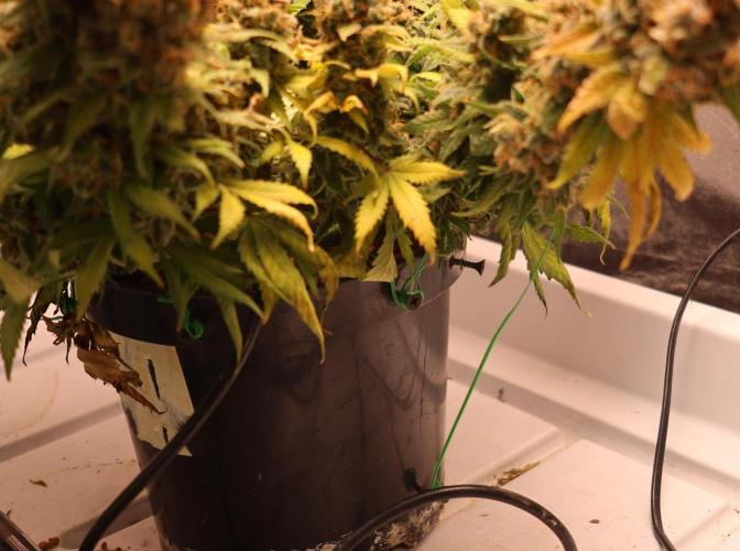 Diesel Fast F1 BX regular. Week 16