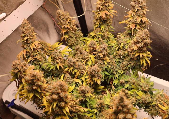 Diesel Fast F1 BX regular. Week 16