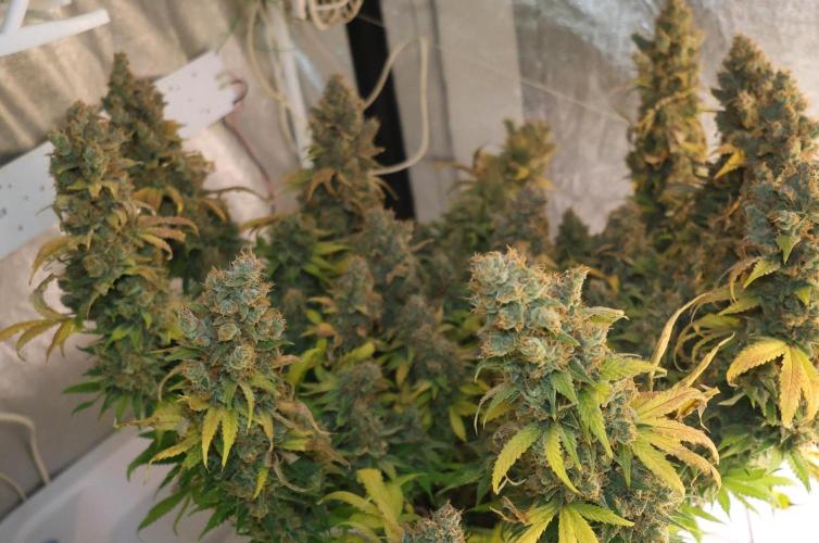 Diesel Fast F1 BX regular. Week 16