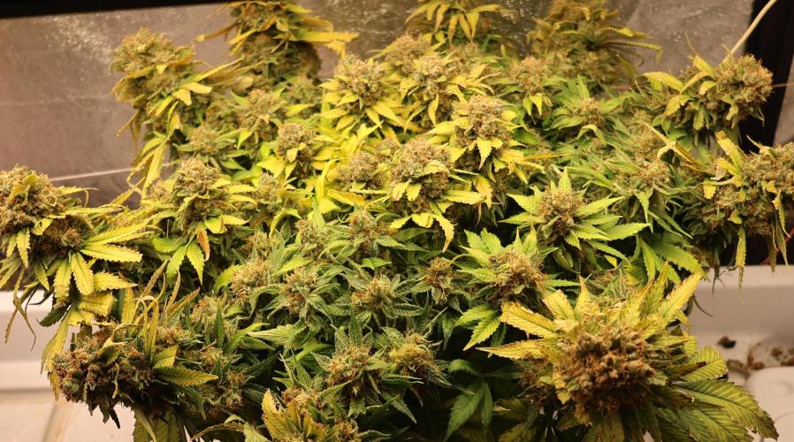 Diesel Fast F1 BX Regular. Week 16