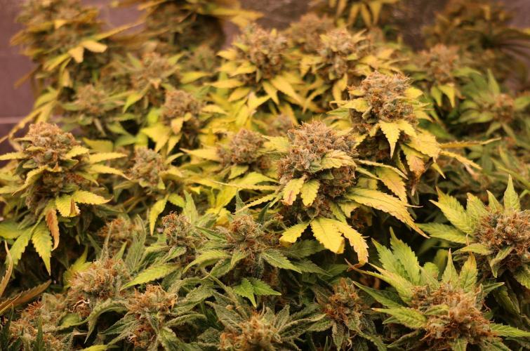 Diesel Fast F1 BX Regular. Week 16