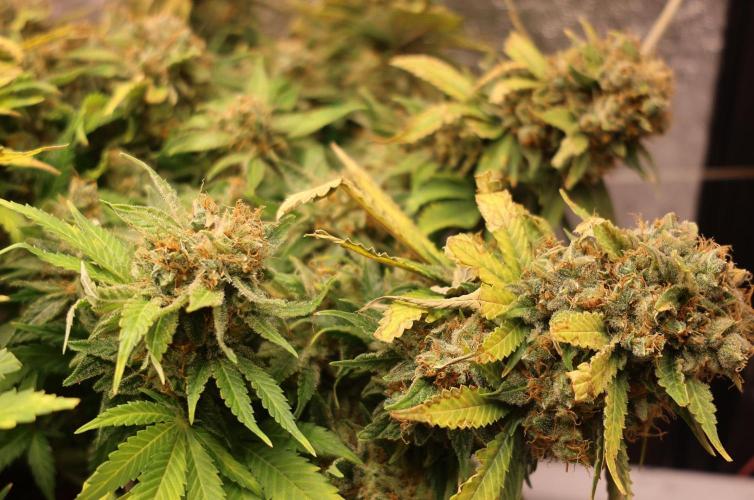 Diesel Fast F1 BX Regular. Week 16
