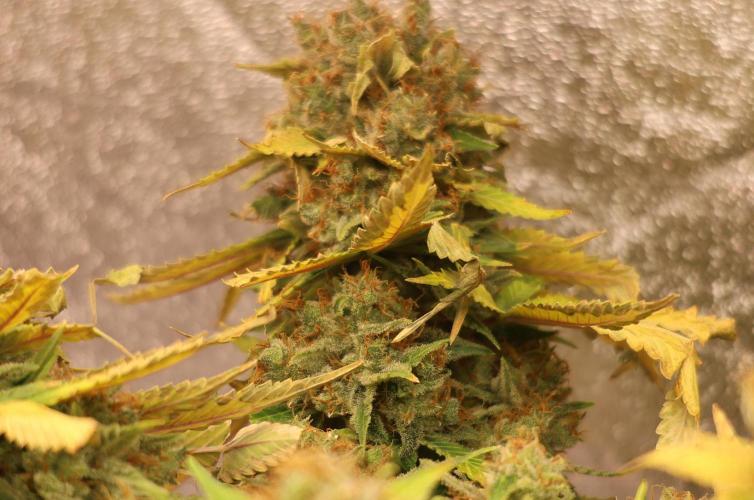 Diesel Fast F1 BX Regular. Week 16