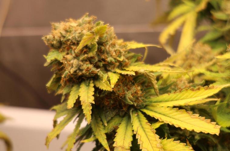 Diesel Fast F1 BX Regular. Week 16