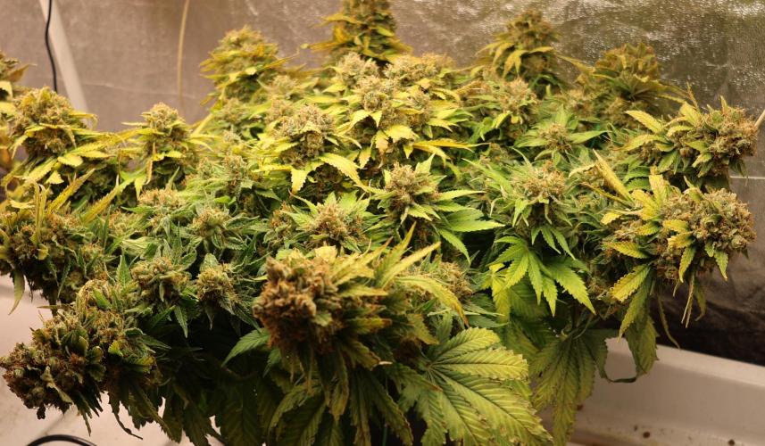 Diesel Fast F1 BX Regular. Week 16