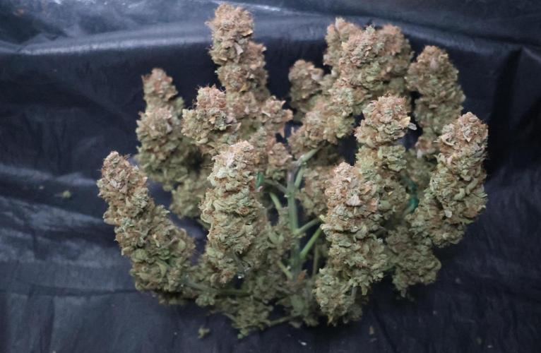 Diesel Fast F1 BX Regular. Week 16