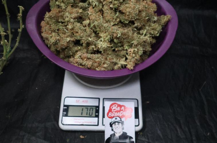 Diesel Fast F1 BX regular. Week 17