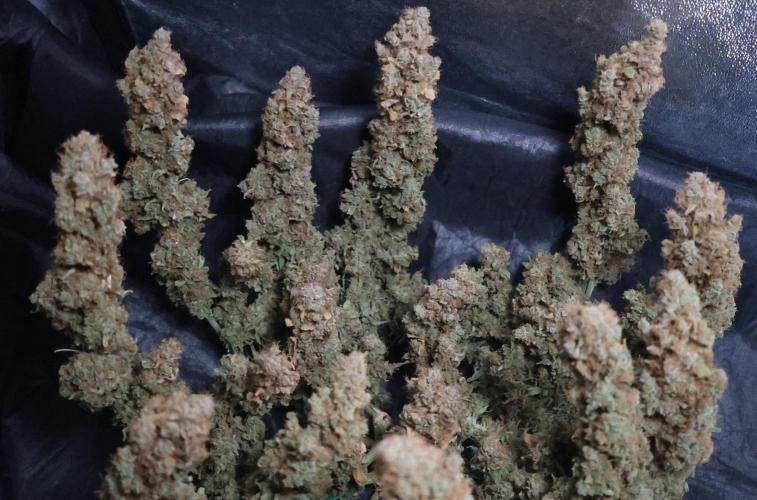 Diesel Fast F1 BX regular. Week 17