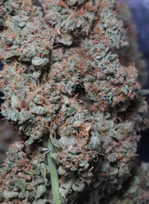Diesel Fast F1 BX regular. Week 17