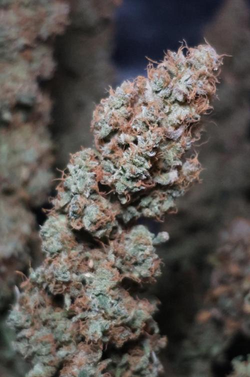 Diesel Fast F1 BX regular. Week 17