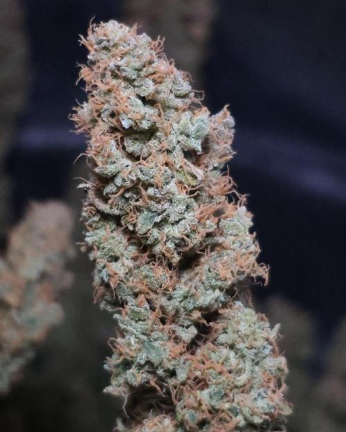 Diesel Fast F1 BX regular. Week 17