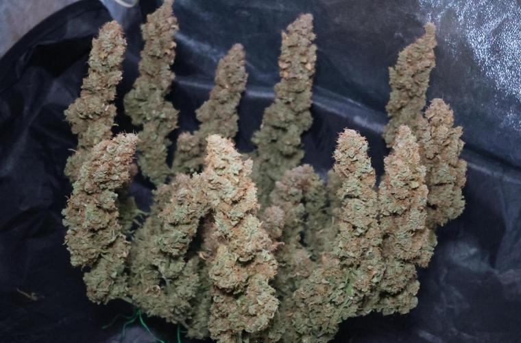 Diesel Fast F1 BX regular. Week 17