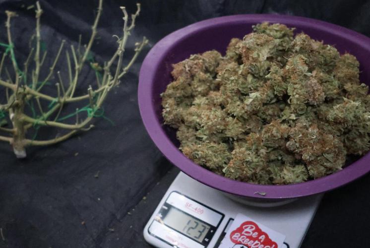 Diesel Fast F1 BX Regular. Week 17