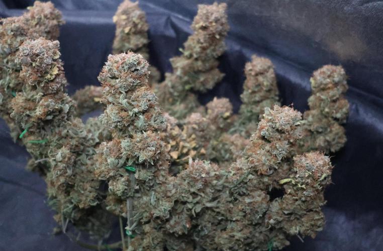Diesel Fast F1 BX Regular. Week 17