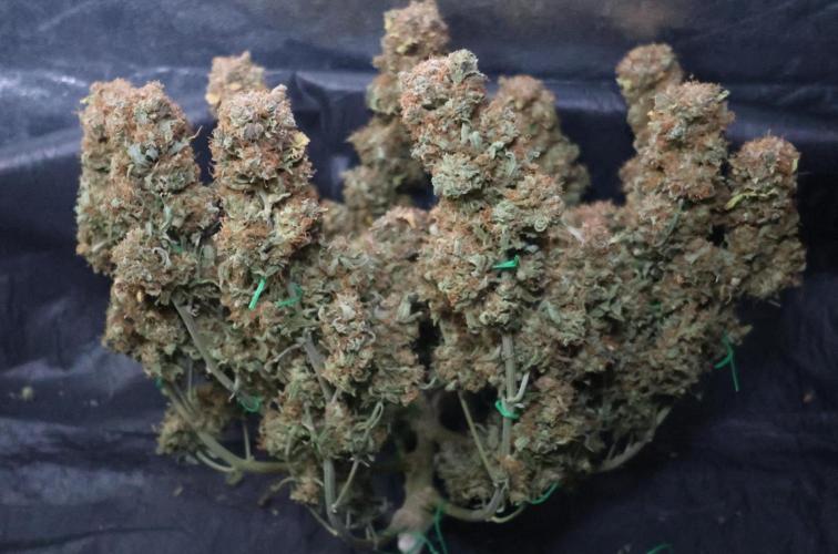 Diesel Fast F1 BX Regular. Week 17
