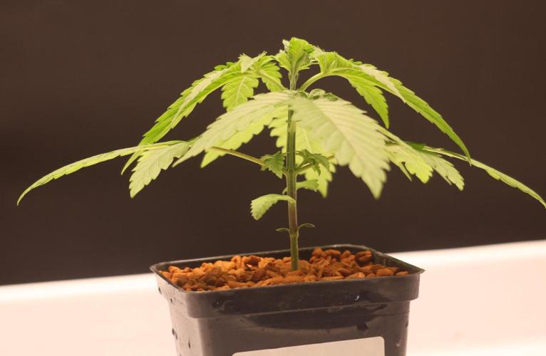 Durban Poison Regular. Week 2
