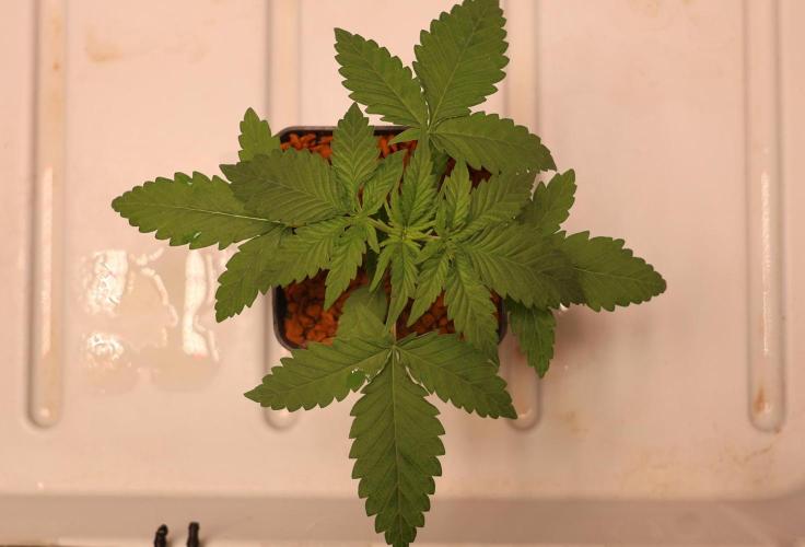 Durban Poison Regular. Week 2