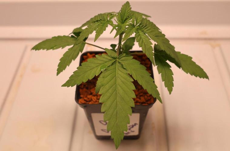 Durban Poison Regular. Week 2