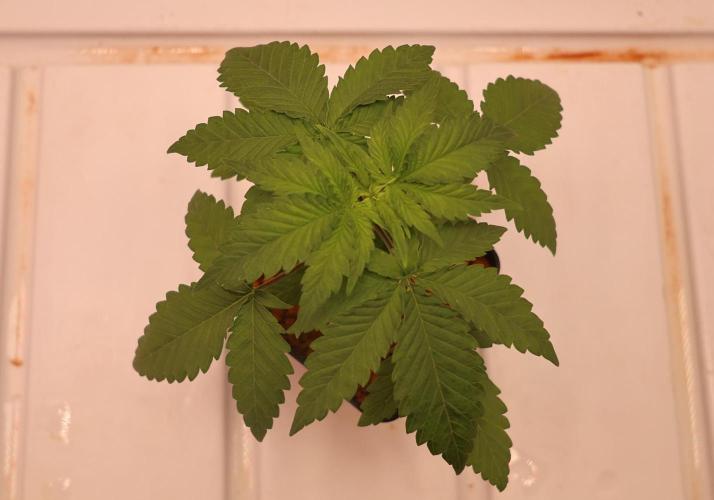 Durban Poison Regular. Week 3