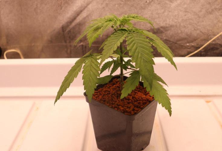Durban Poison Regular. Week 3