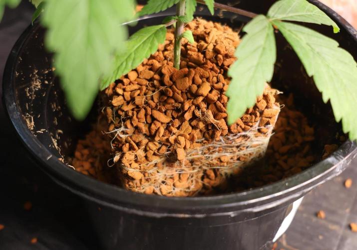 Durban Poison Regular. Week 3