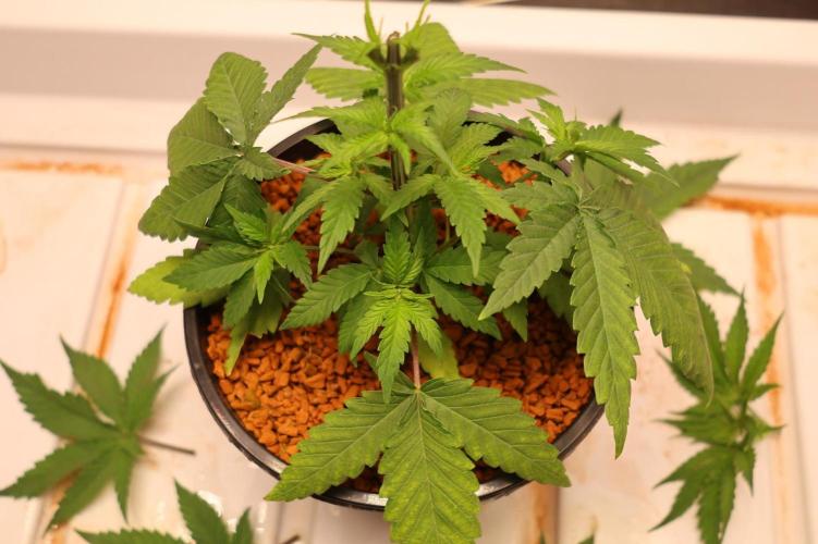 Durban Poison Regular. Week 4