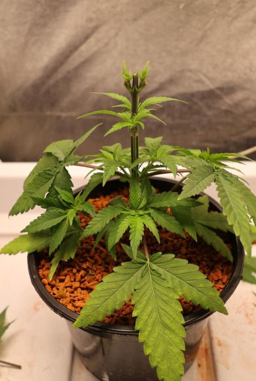 Durban Poison Regular. Week 4