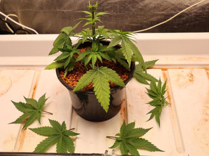 Durban Poison Regular. Week 4