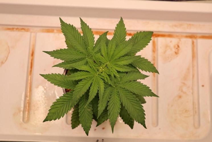 Durban Poison Regular. Week 4