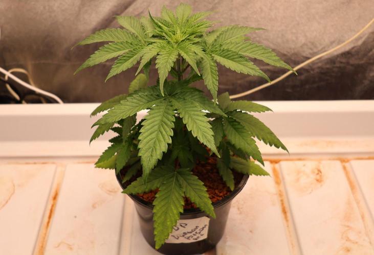 Durban Poison Regular. Week 4