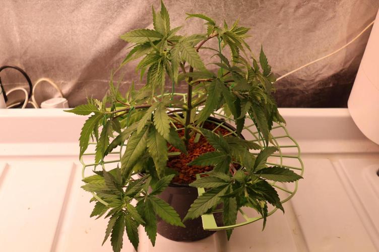Durban Poison Regular. Week 5