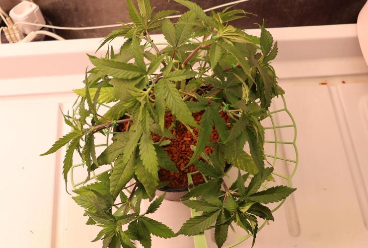 Durban Poison Regular. Week 5