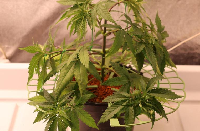Durban Poison Regular. Week 5