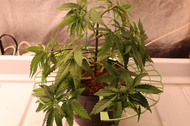 Durban Poison Regular. Week 5