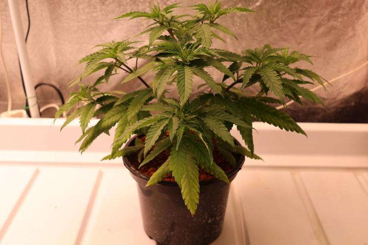 Durban Poison Regular. Week 5