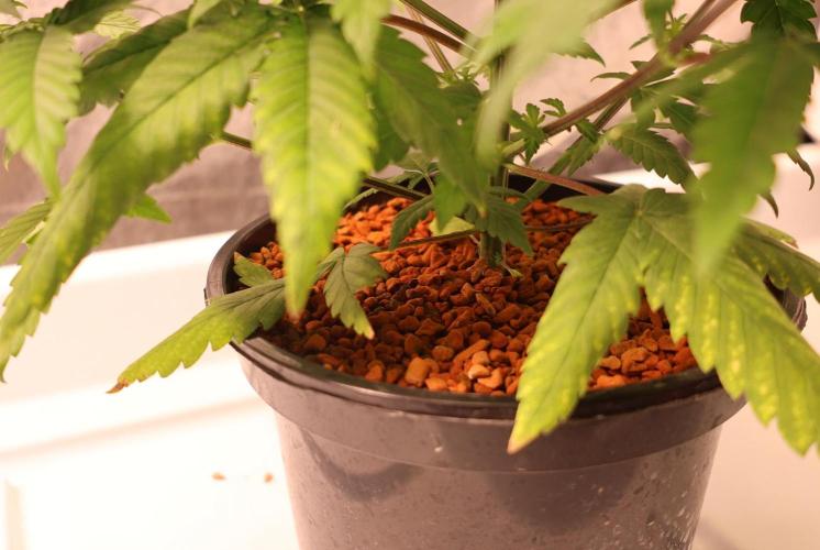 Durban Poison Regular. Week 5