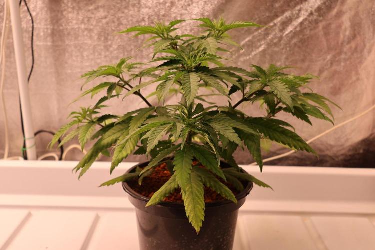Durban Poison Regular. Week 5