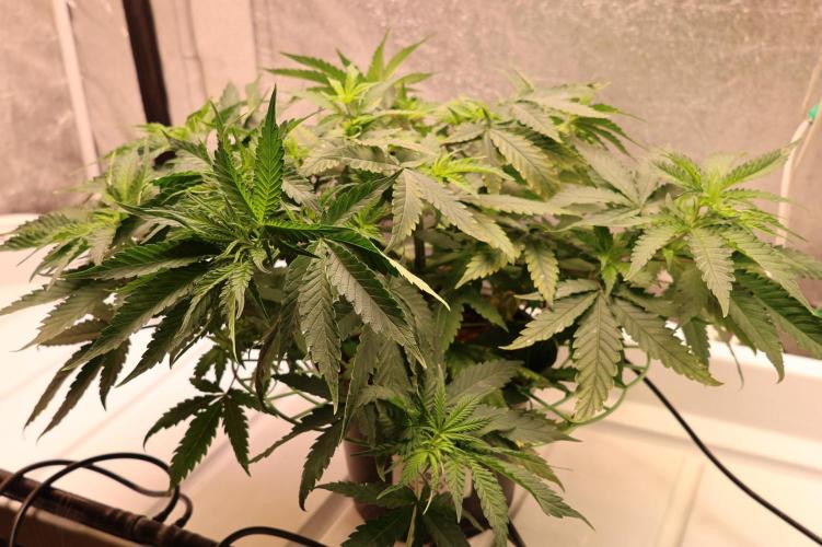 Durban Poison Regular. Week 6