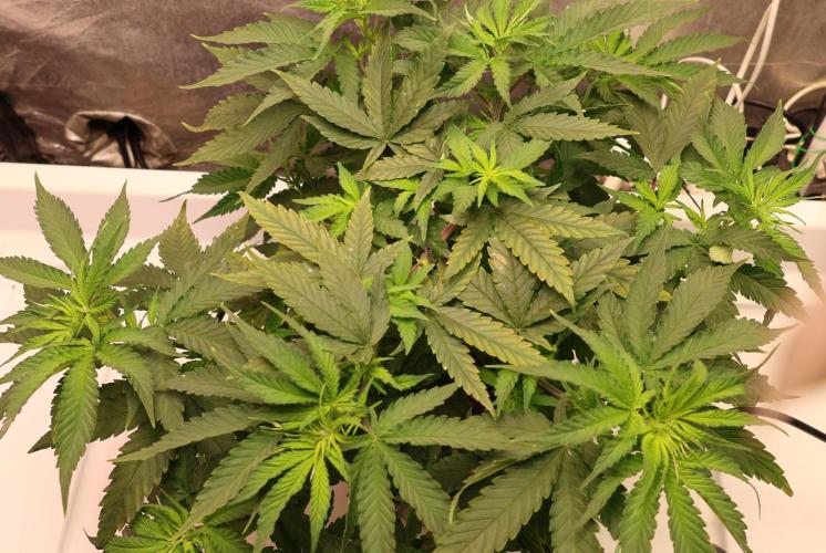Durban Poison Regular. Week 6