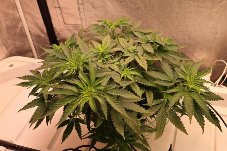 Durban Poison Regular. Week 6