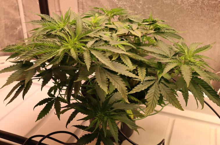 Durban Poison Regular. Week 6