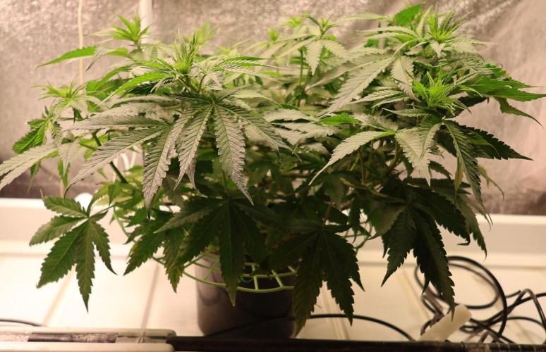 Durban Poison Regular. Week 7