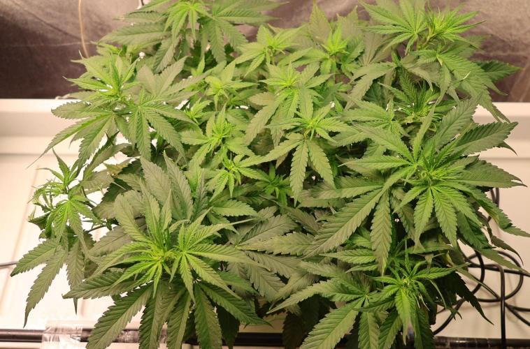 Durban Poison Regular. Week 7