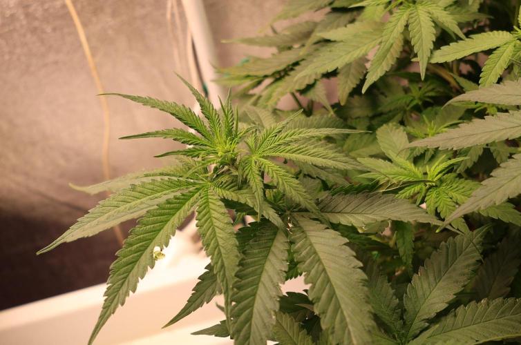 Durban Poison Regular. Week 7
