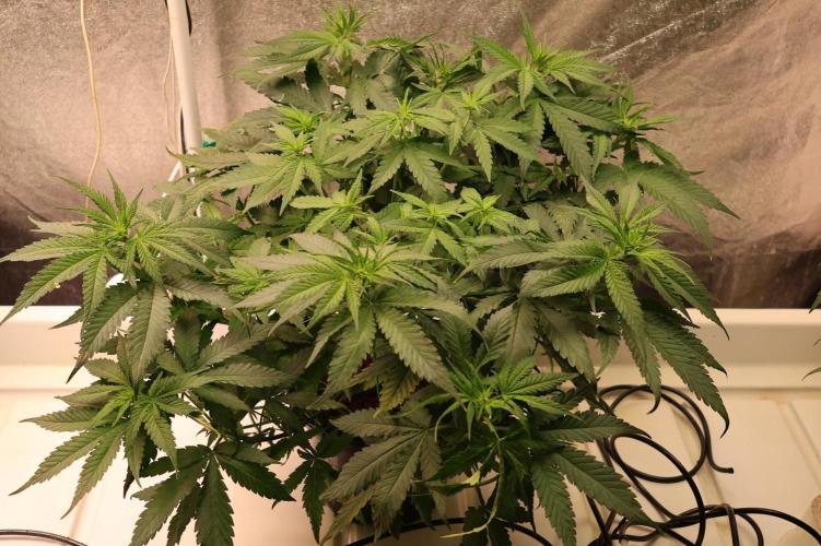 Durban Poison Regular. Week 7