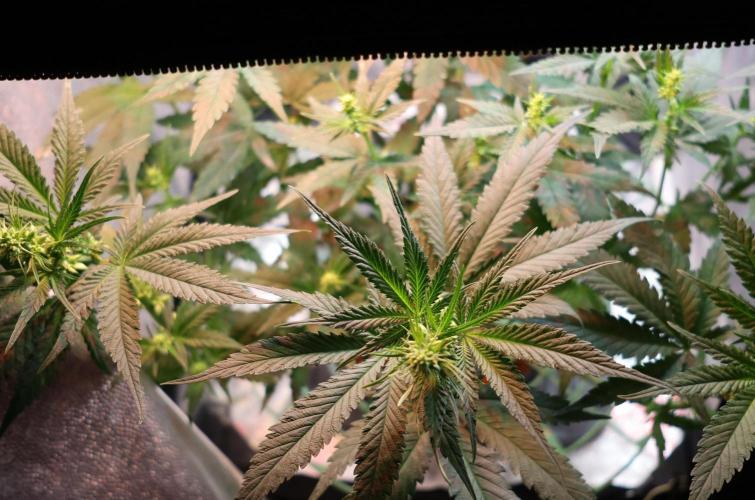 Durban Poison Regular. Week 8