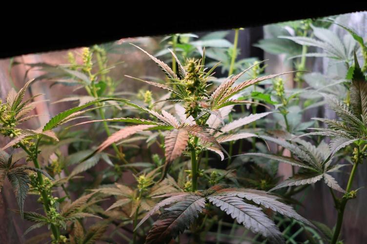 Durban Poison Regular. Week 8